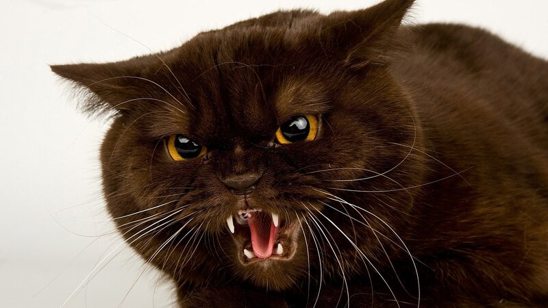 Angry Black Cat — Aggressive