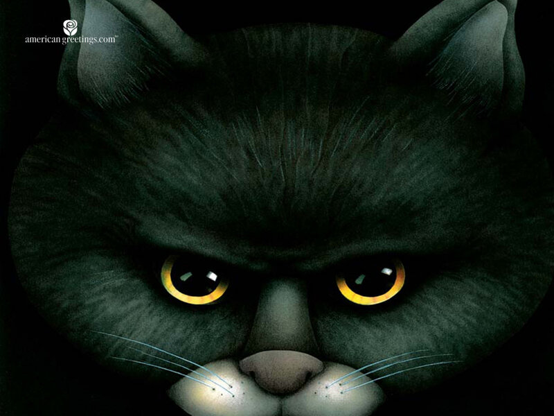 angry black cat close-up