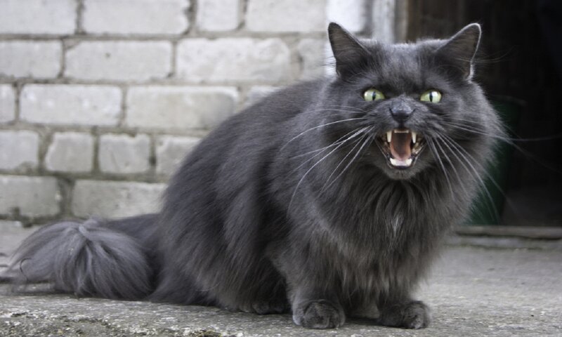 Angry Black Cat — Gray