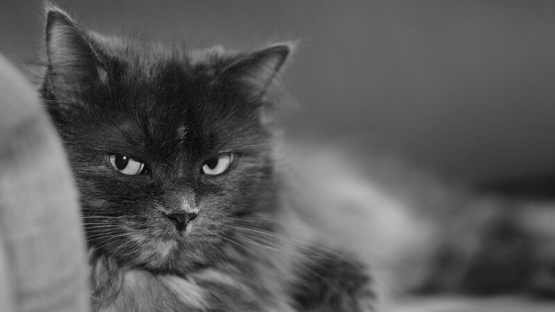 angry black cat portrait