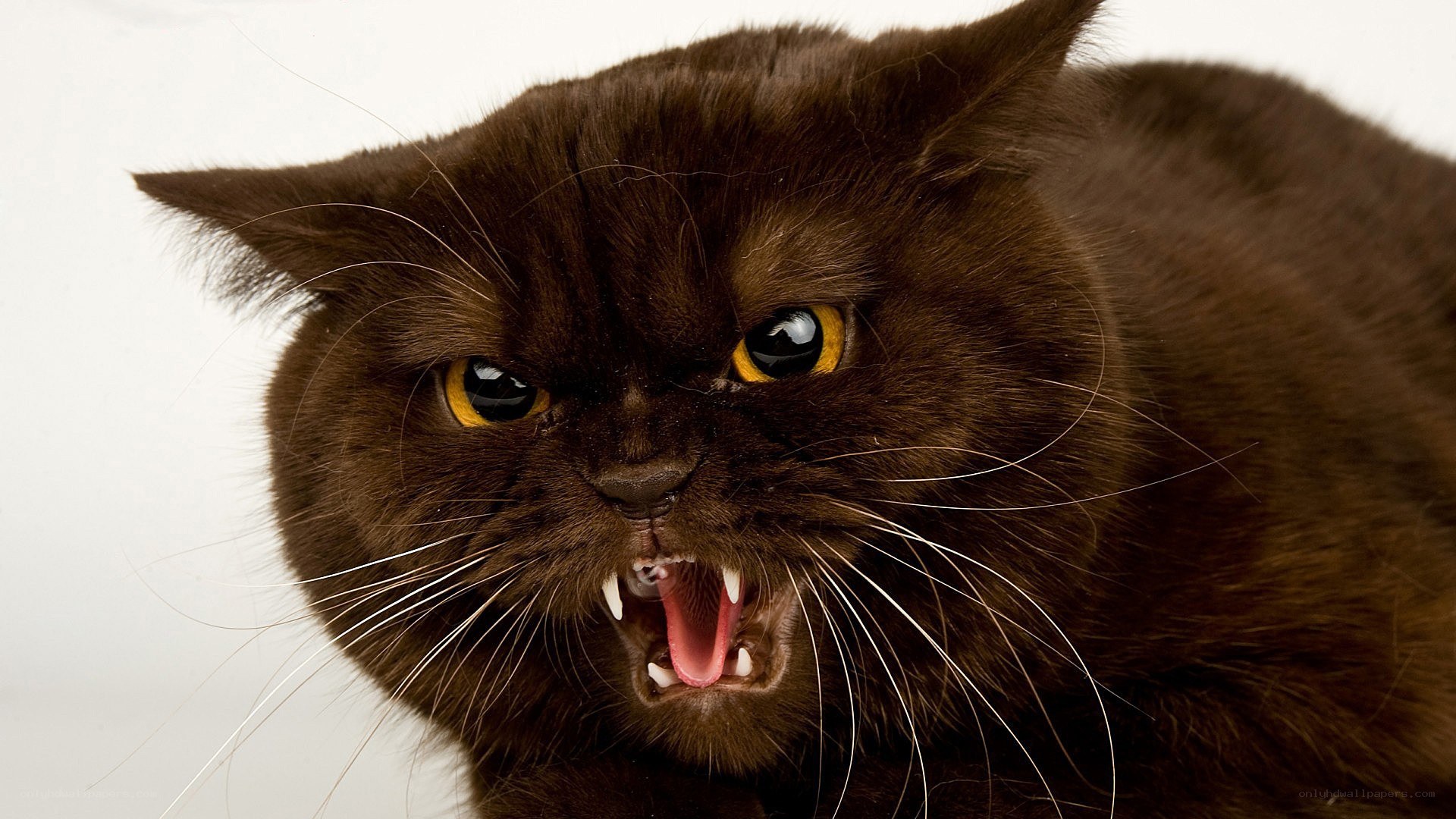 angry black cat snarling