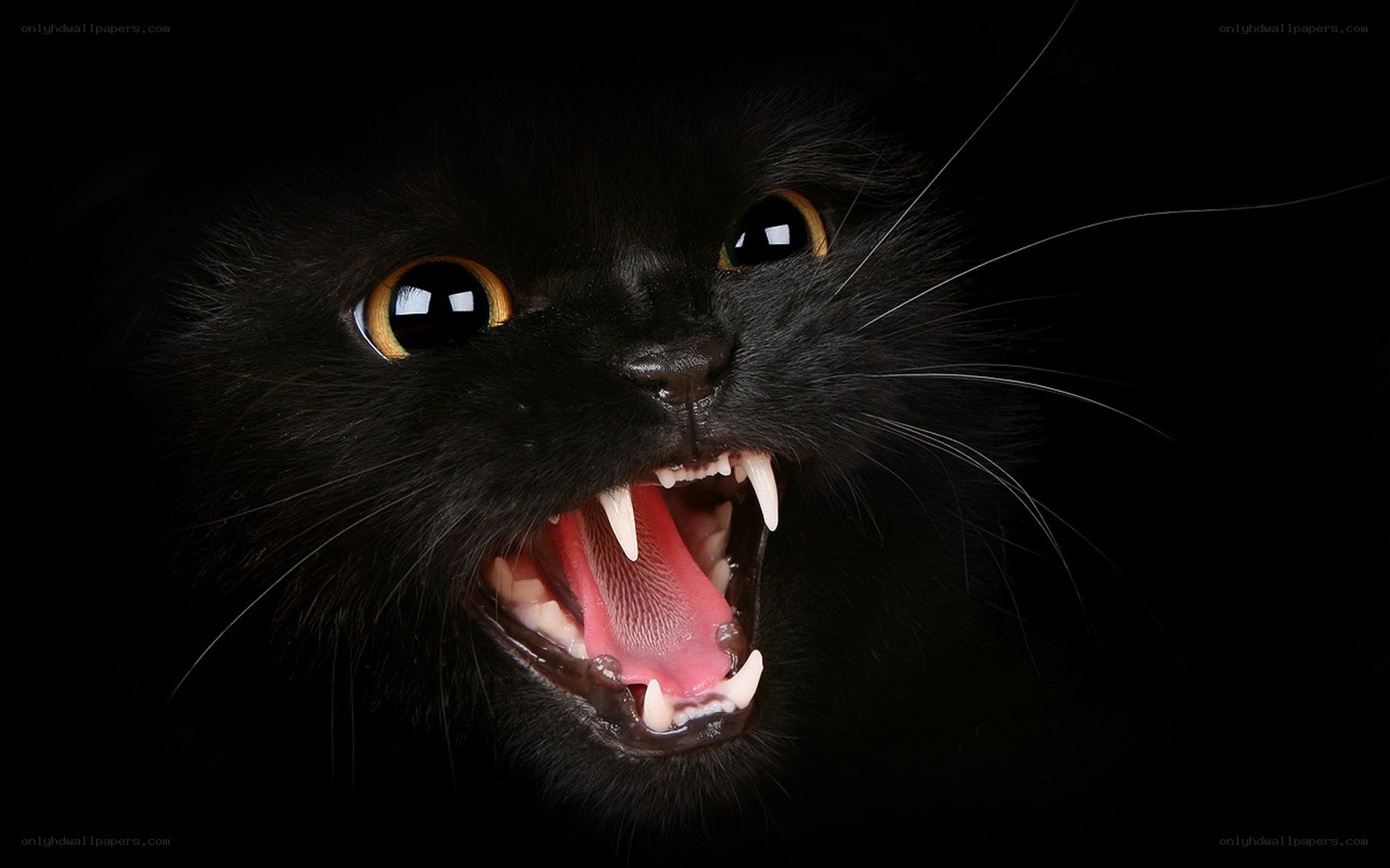 angry black cat with bared teeth