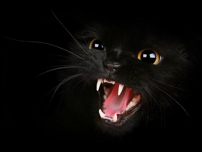 angry black cat with bared teeth