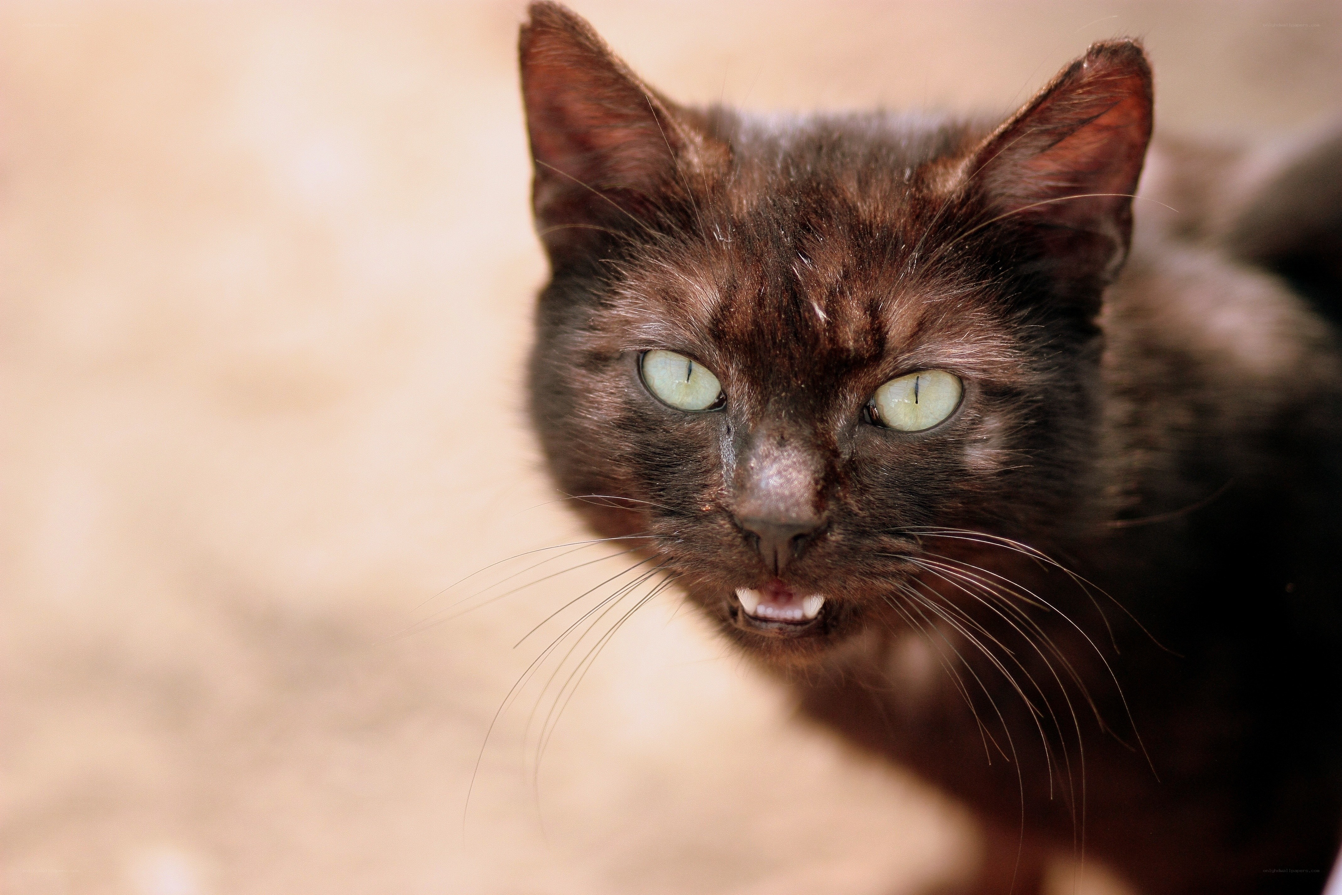 angry black cat with green eyes