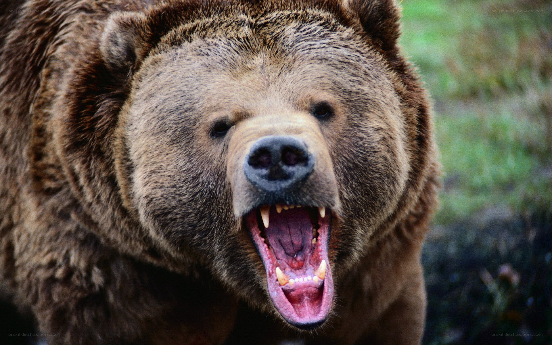 angry brown bear snarling