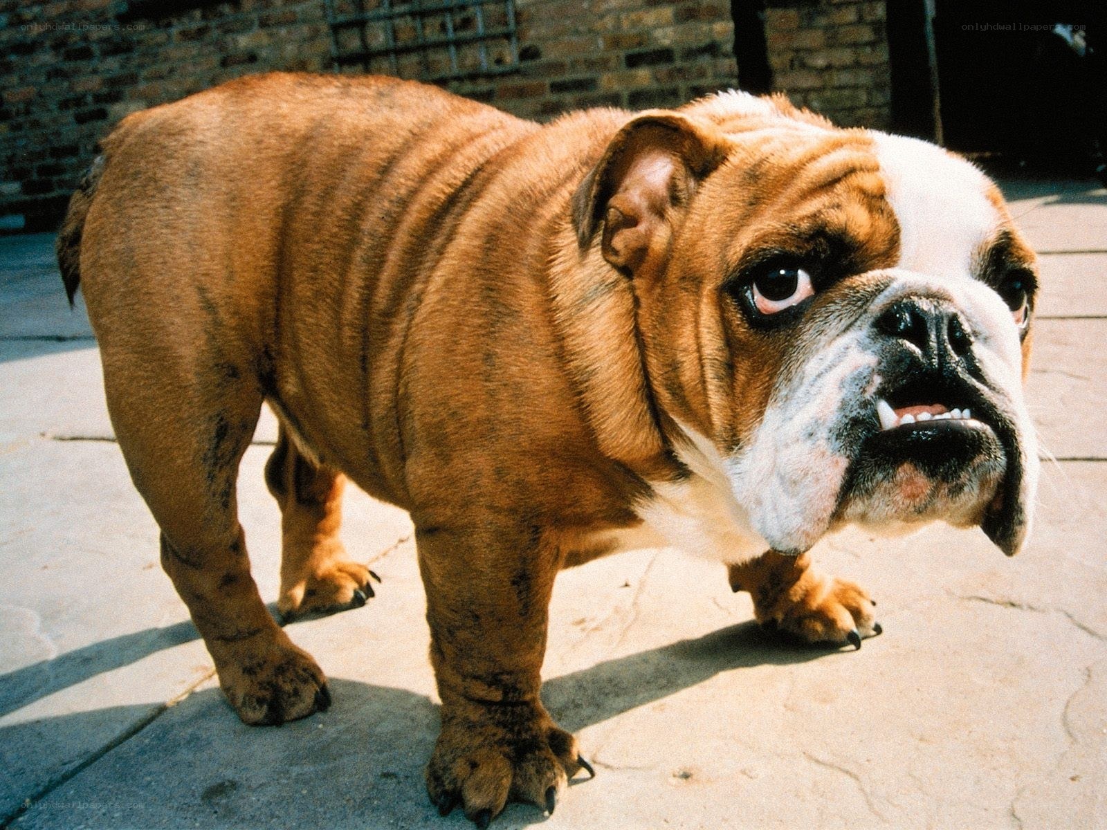 angry bulldog on pavement