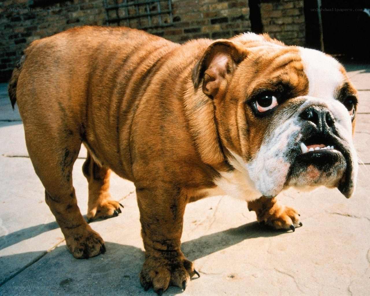 angry bulldog on pavement