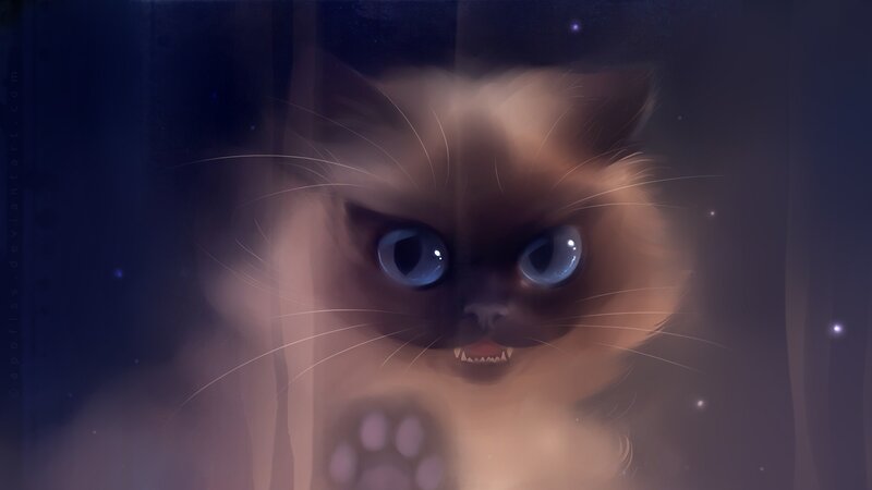 angry cat behind glass