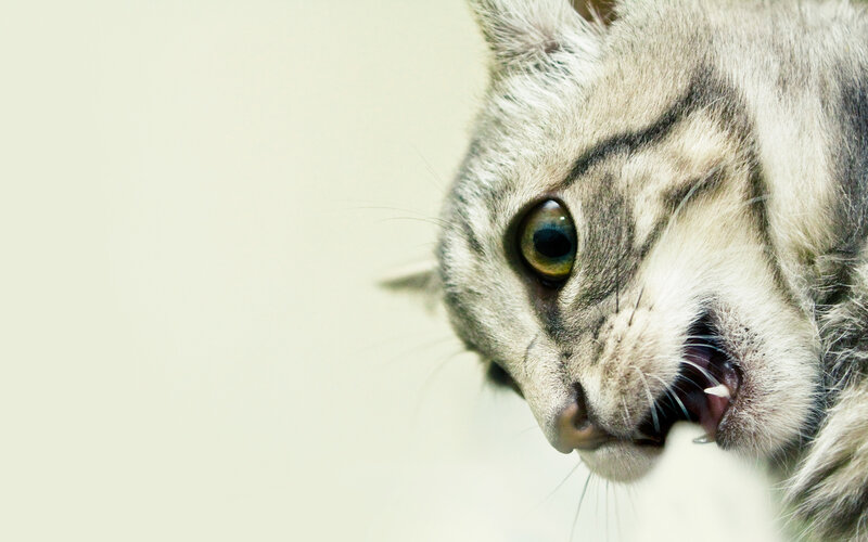 angry cat close-up