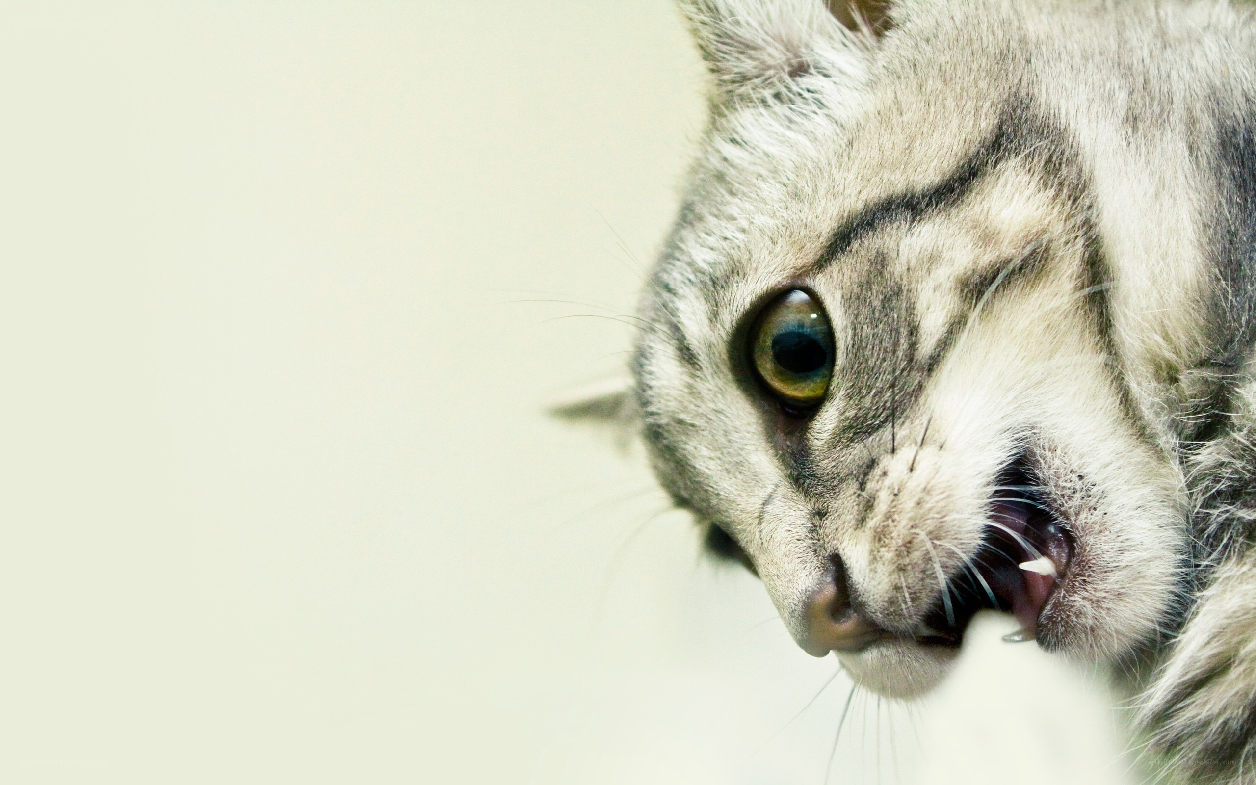 angry cat close-up