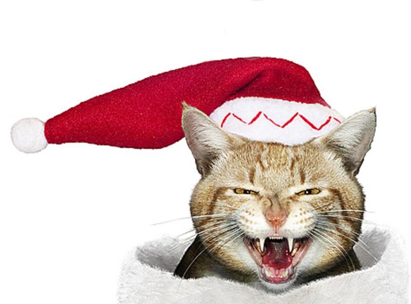 Angry Cat in Hat