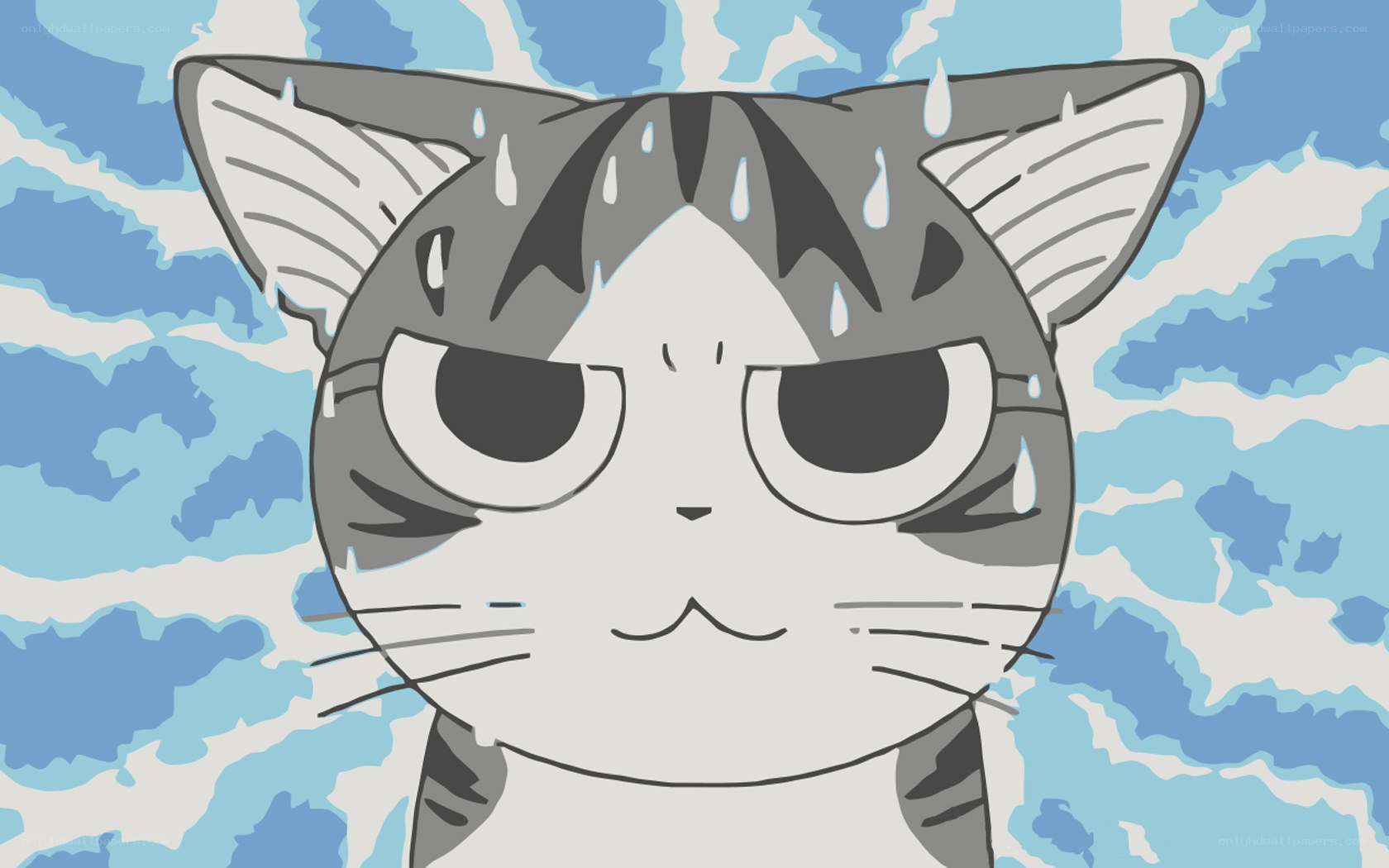 angry cat in rain