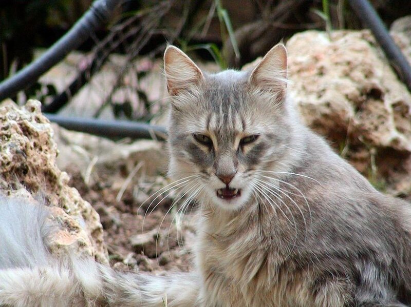 angry cat in rocky area