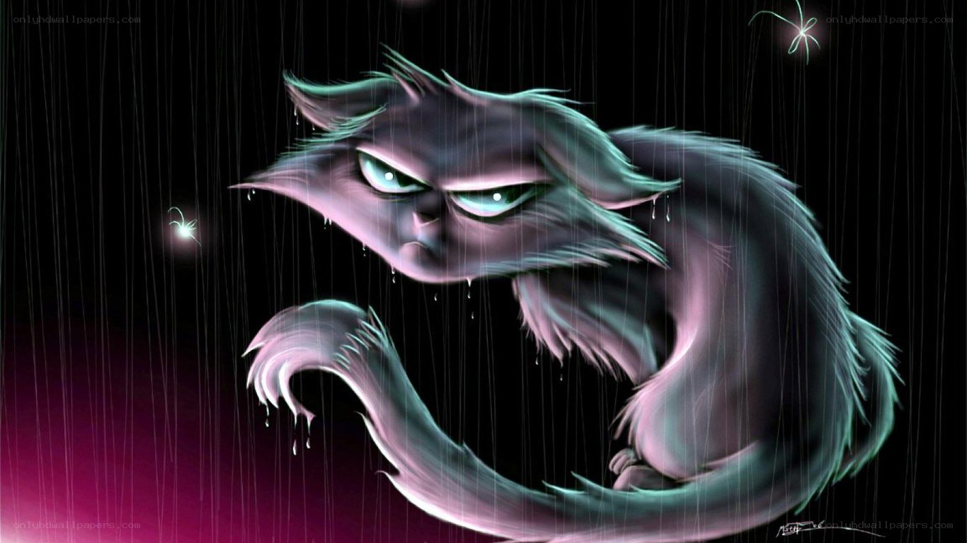 angry cat in the rain