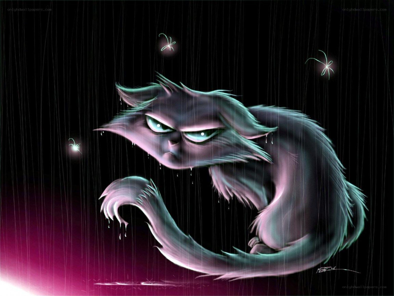 angry cat in the rain