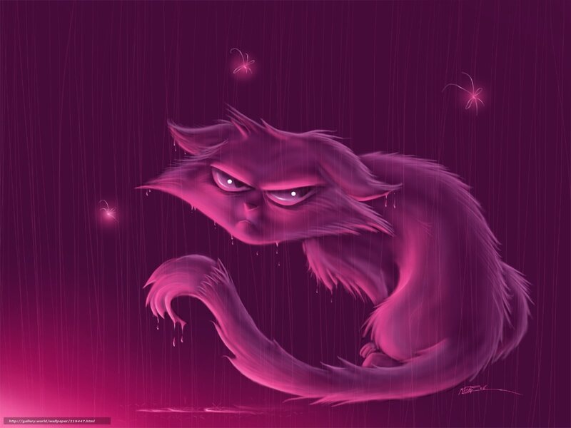 angry cat in the rain