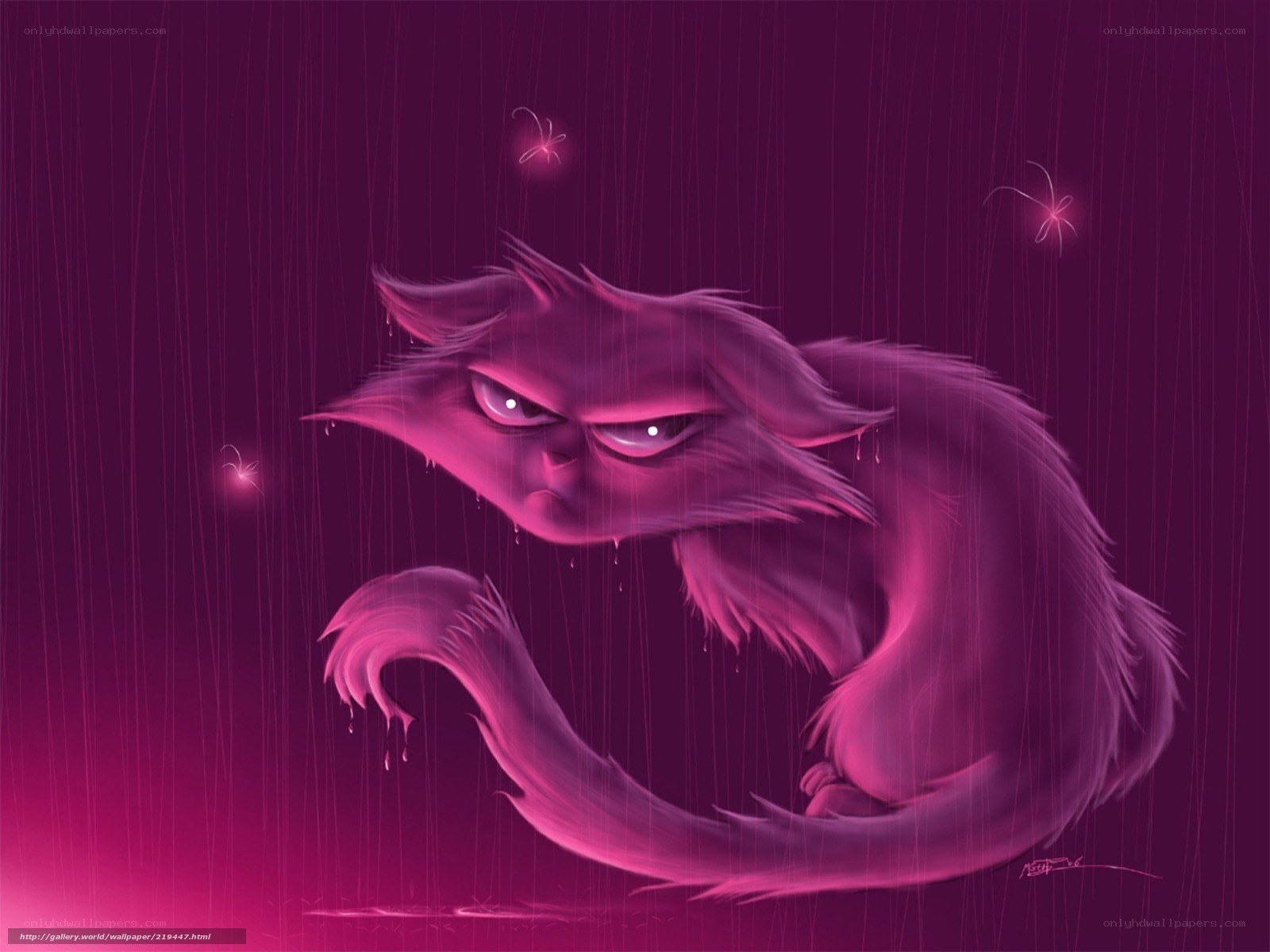 angry cat in the rain