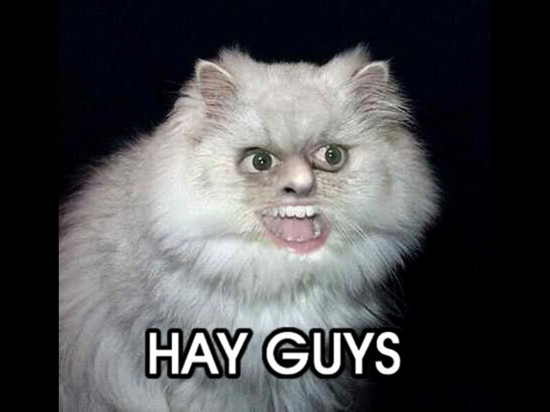 angry cat meme