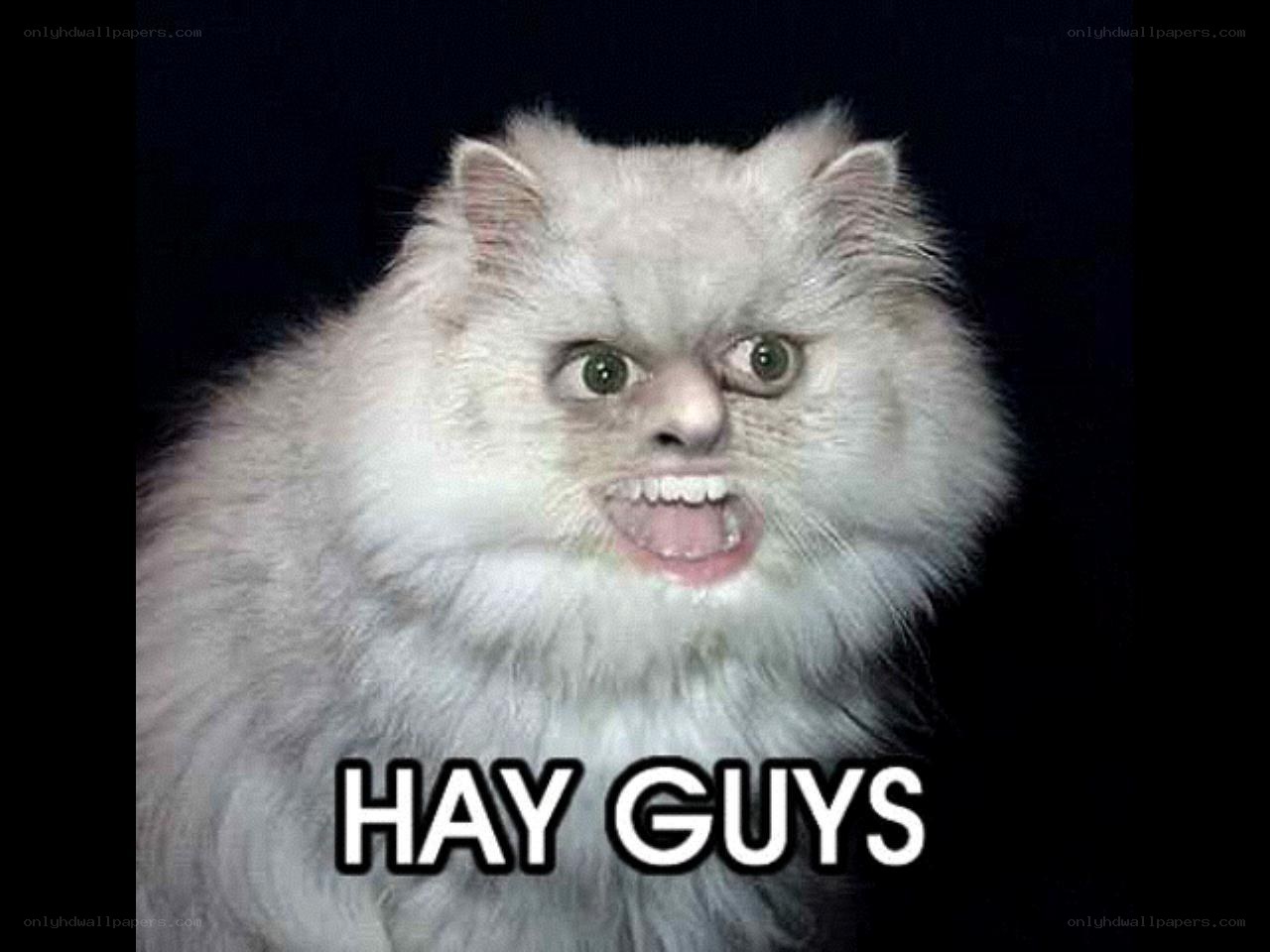 angry cat meme