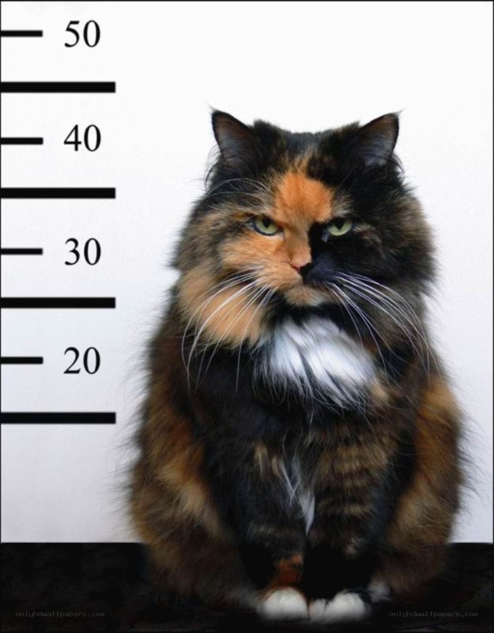 angry cat mugshot