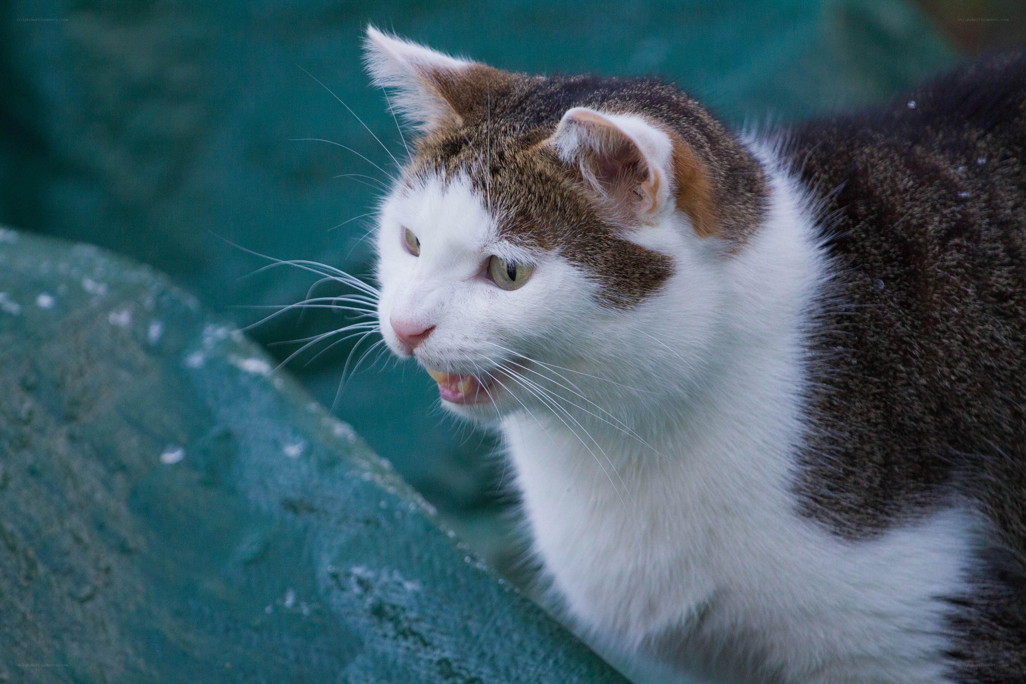 angry cat on green surface