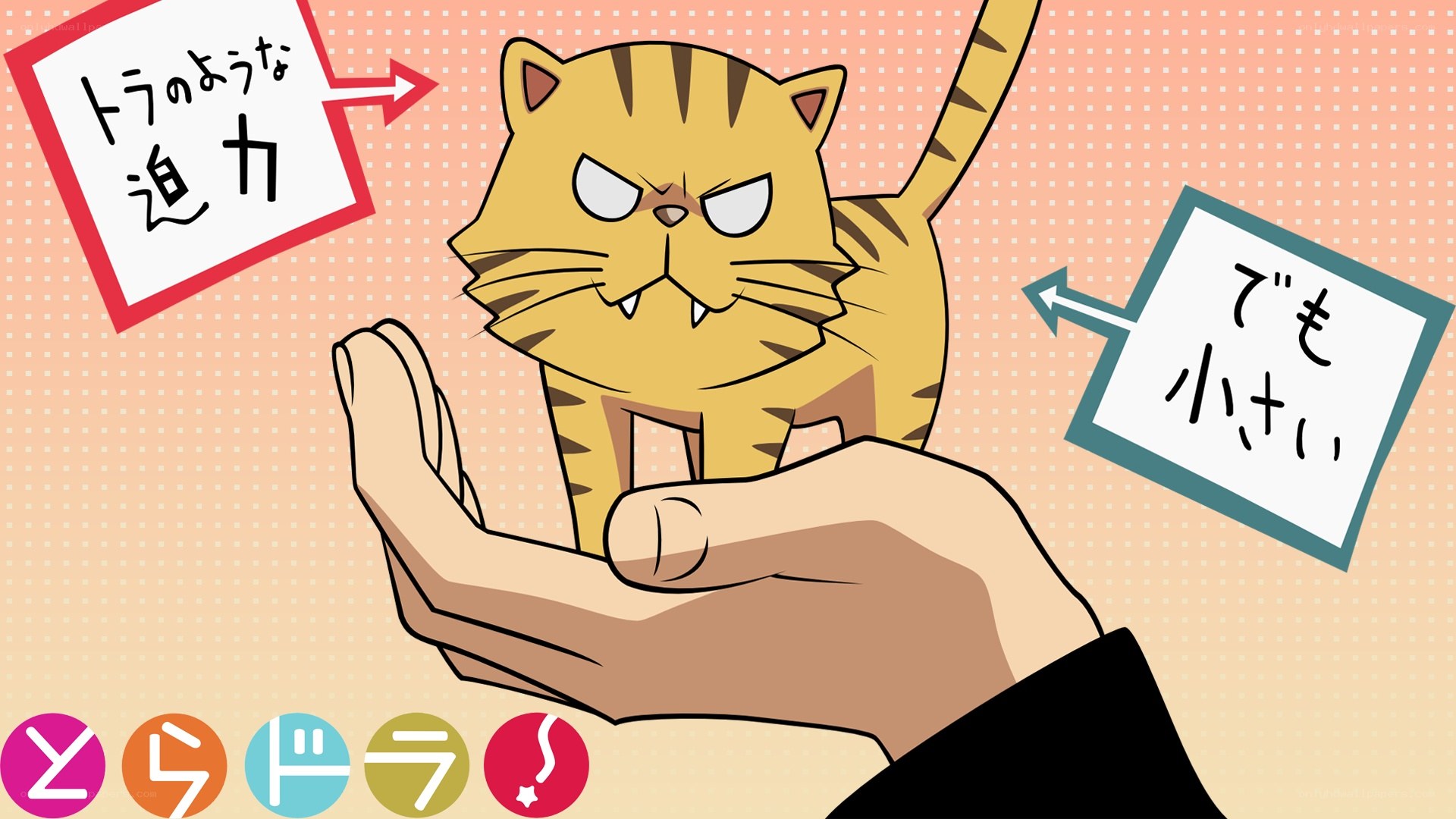 Angry cat on hand