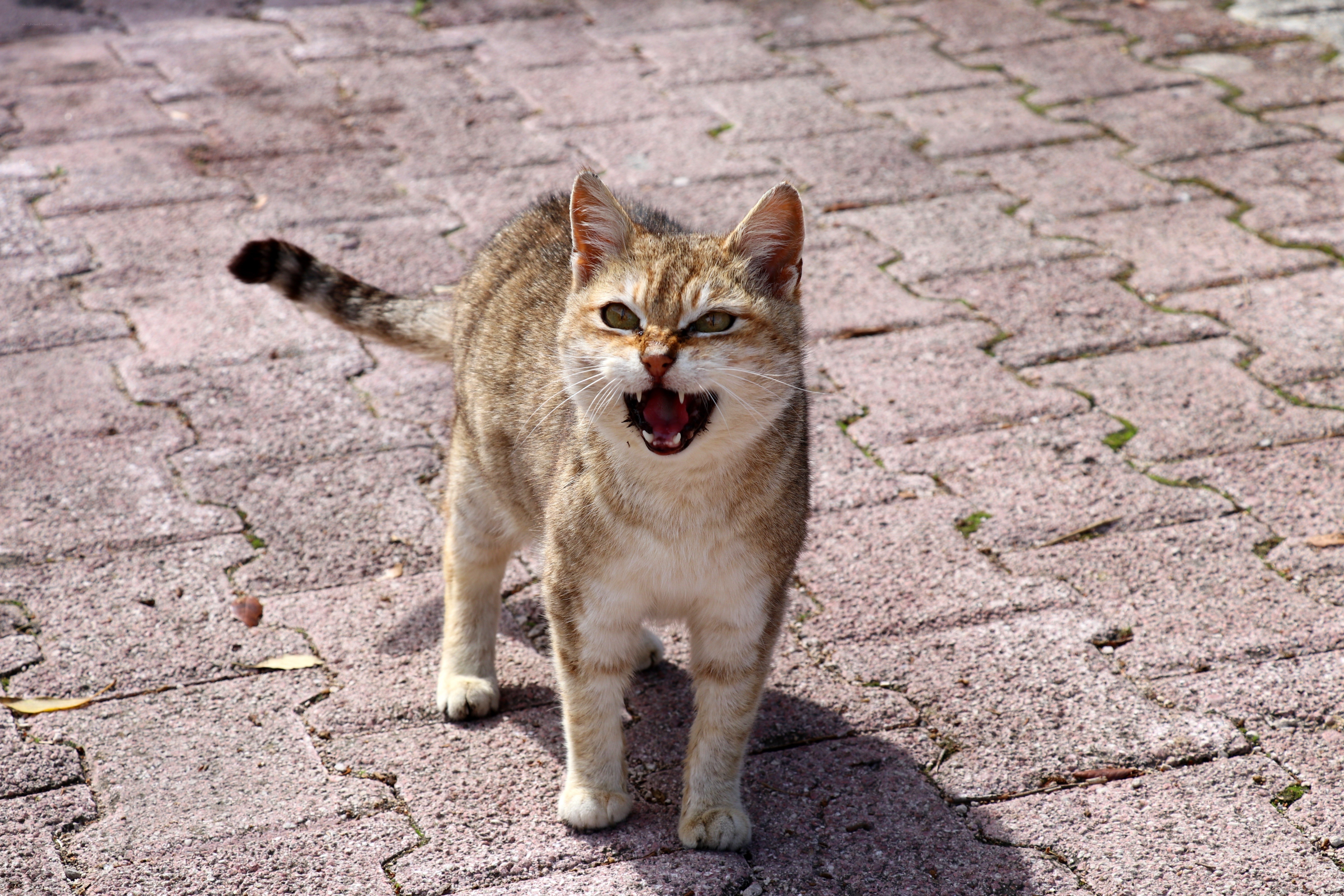 angry cat on pavement