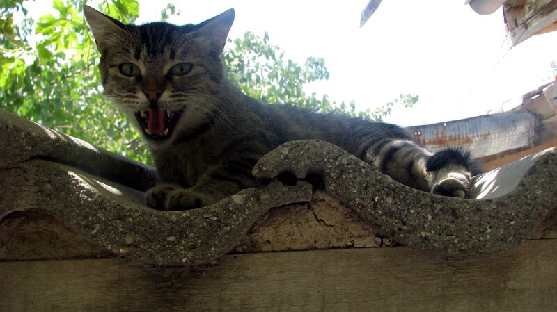 angry cat on roof
