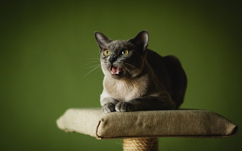 angry cat on scratching post