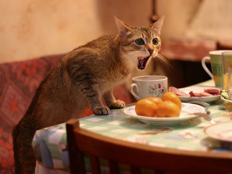 angry cat on table