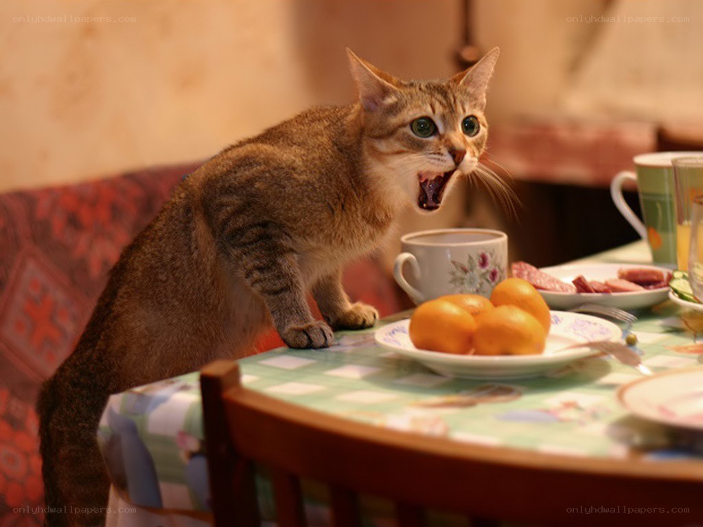 angry cat on table
