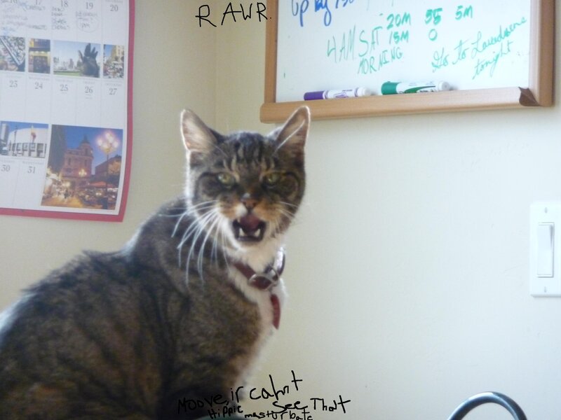 angry cat on wall