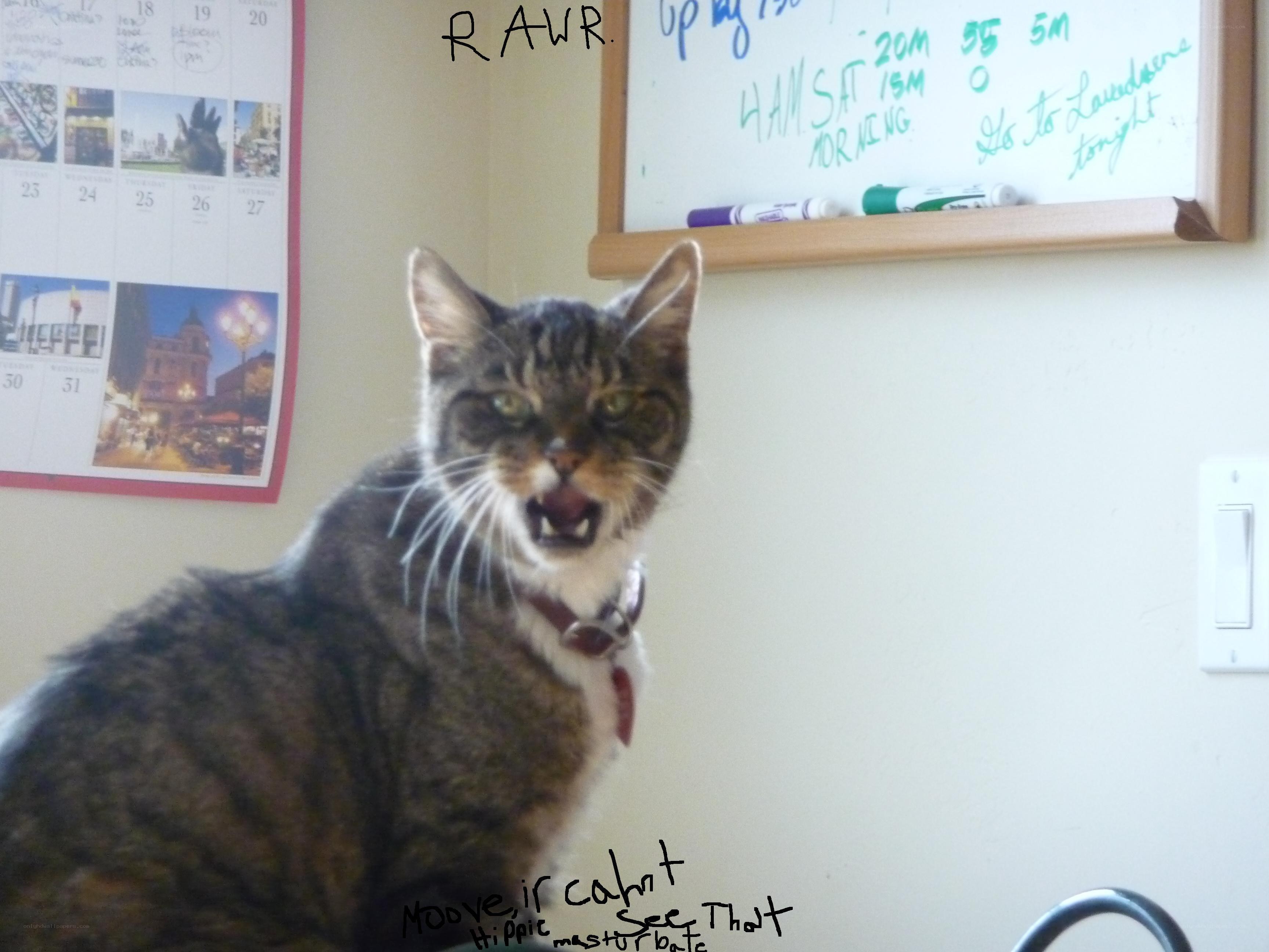 angry cat on wall