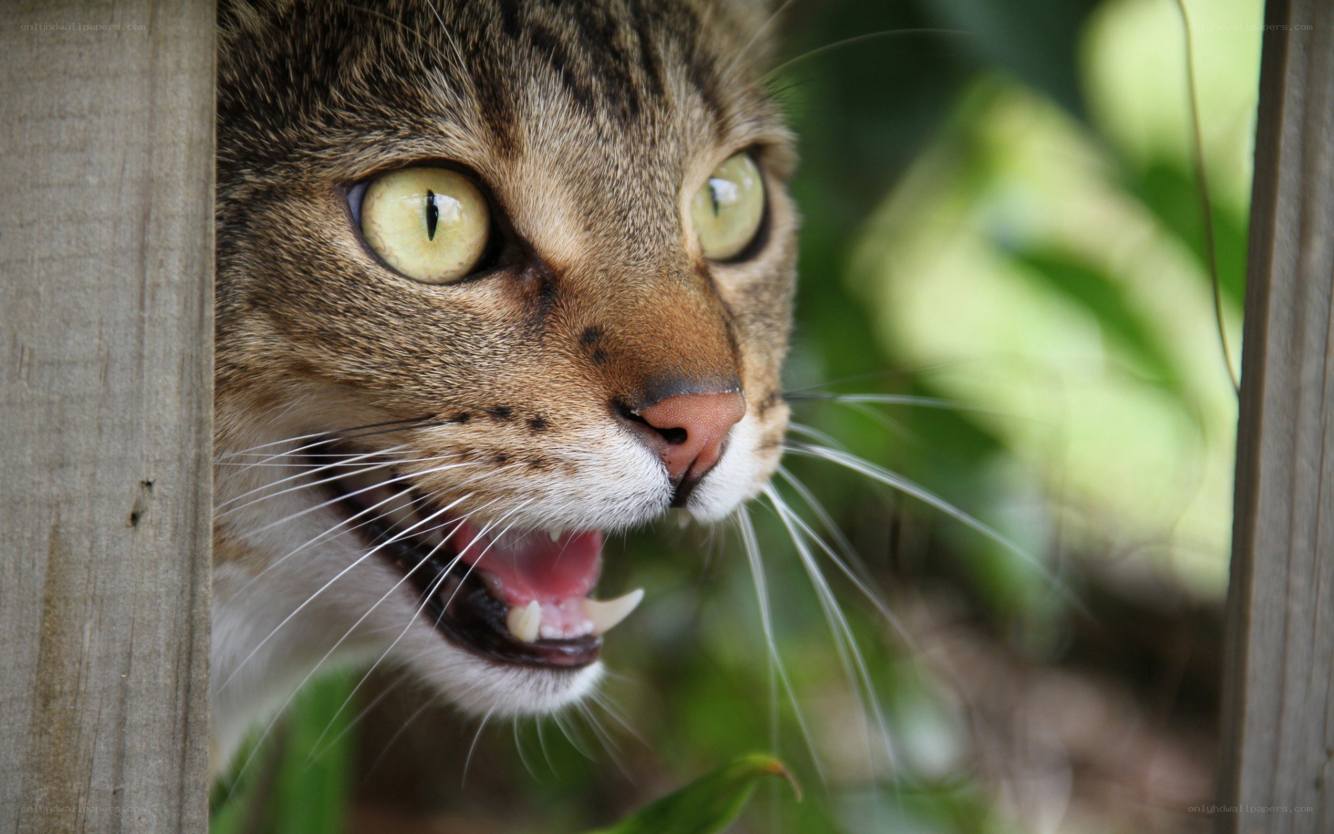 angry cat peeking through fence