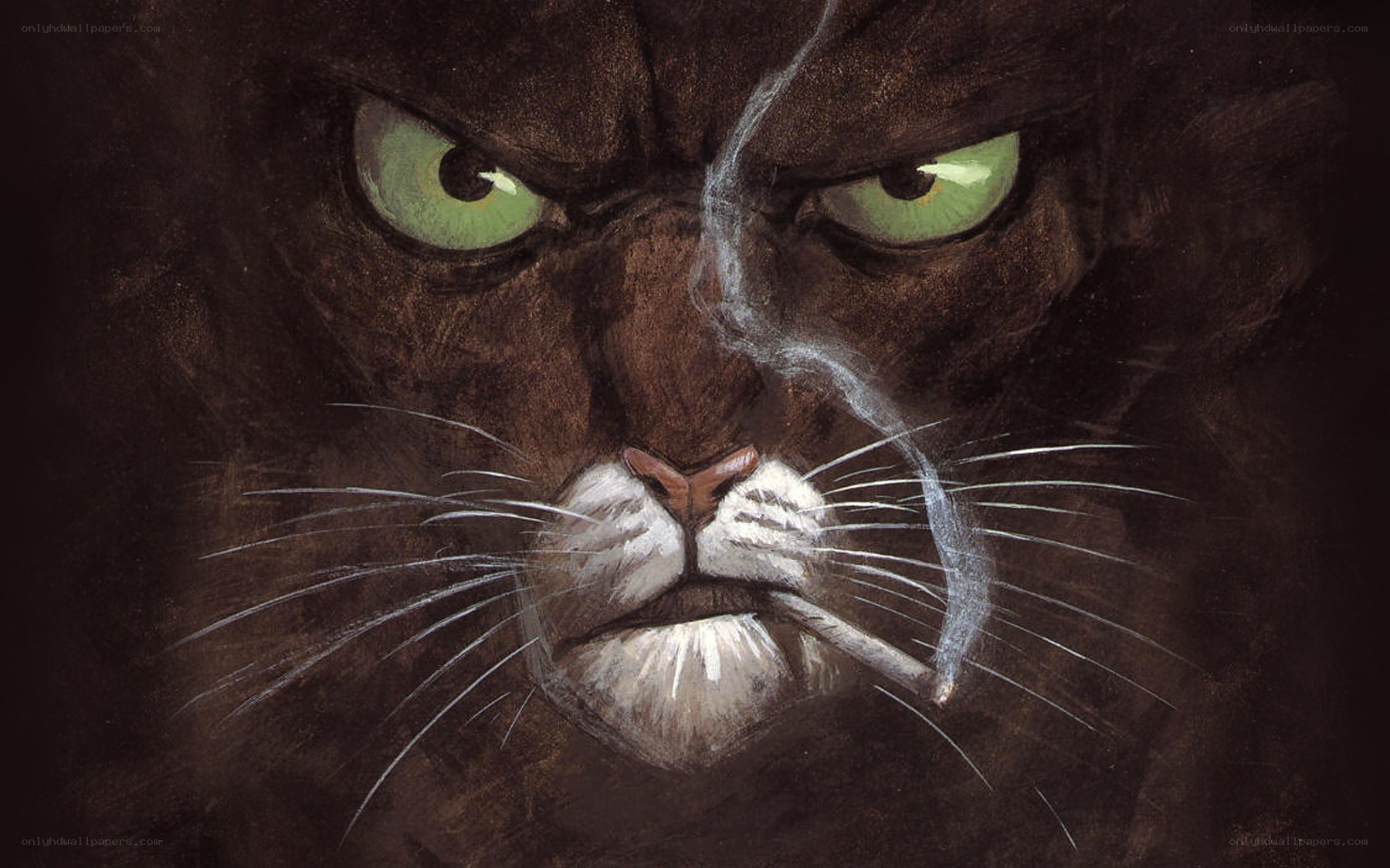 angry cat smoking cigarette