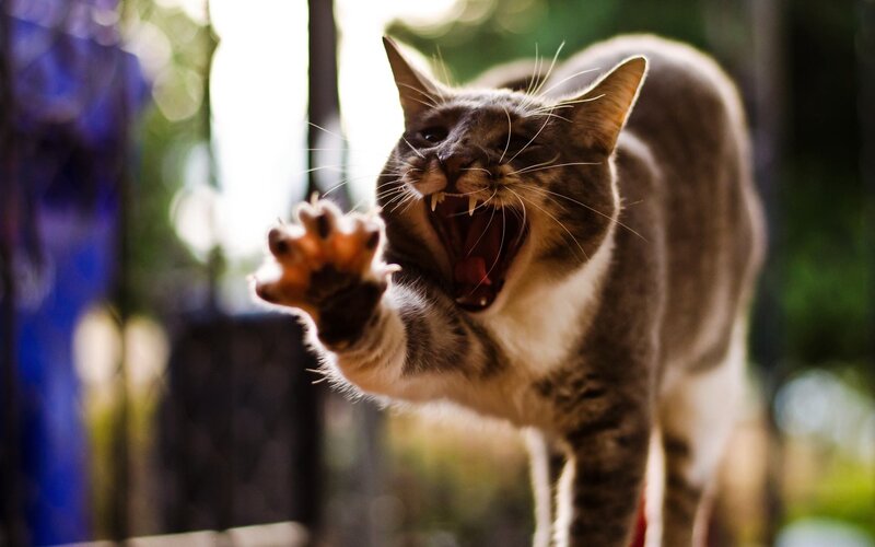 Angry Cat Swiping