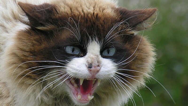angry cat with bared teeth