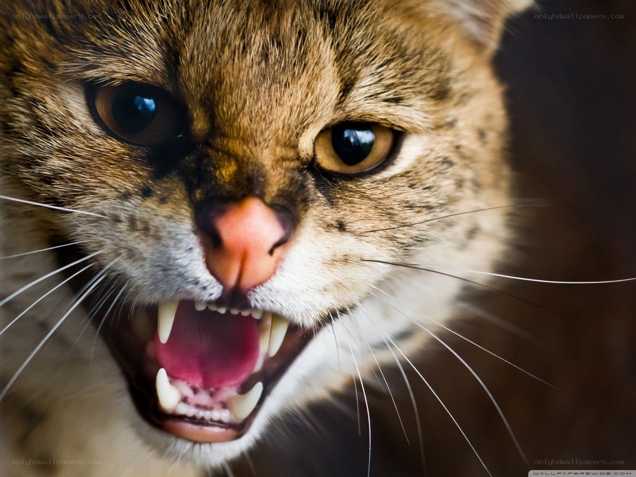 angry cat with bared teeth