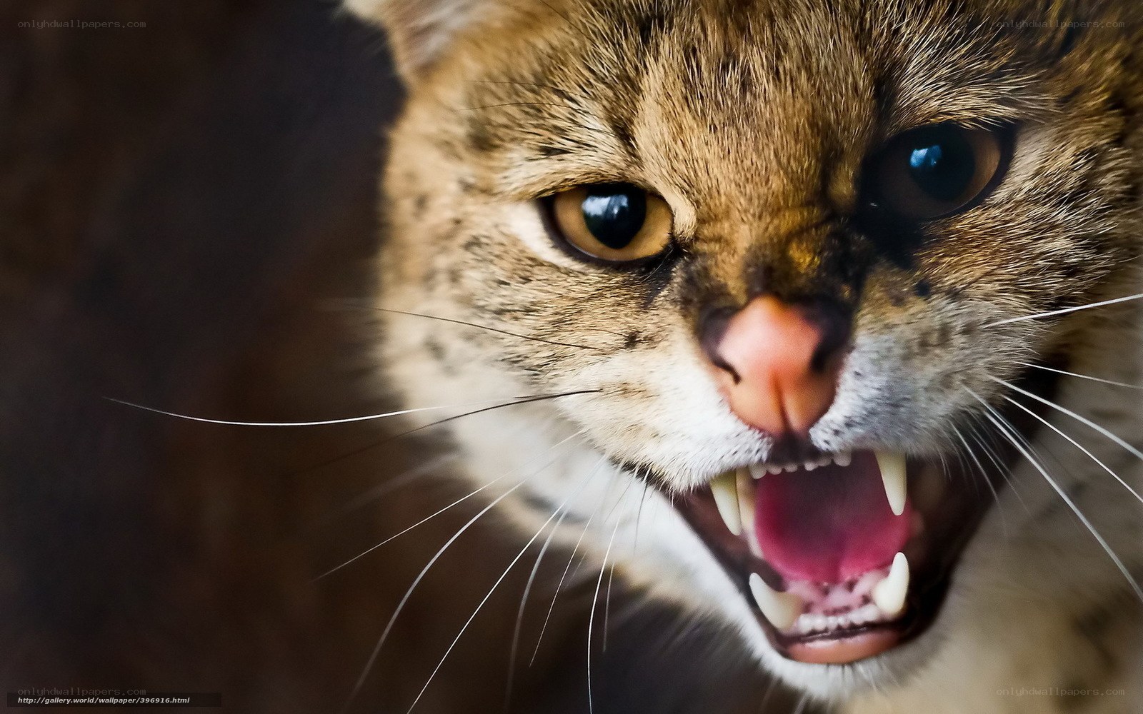 angry cat with bared teeth