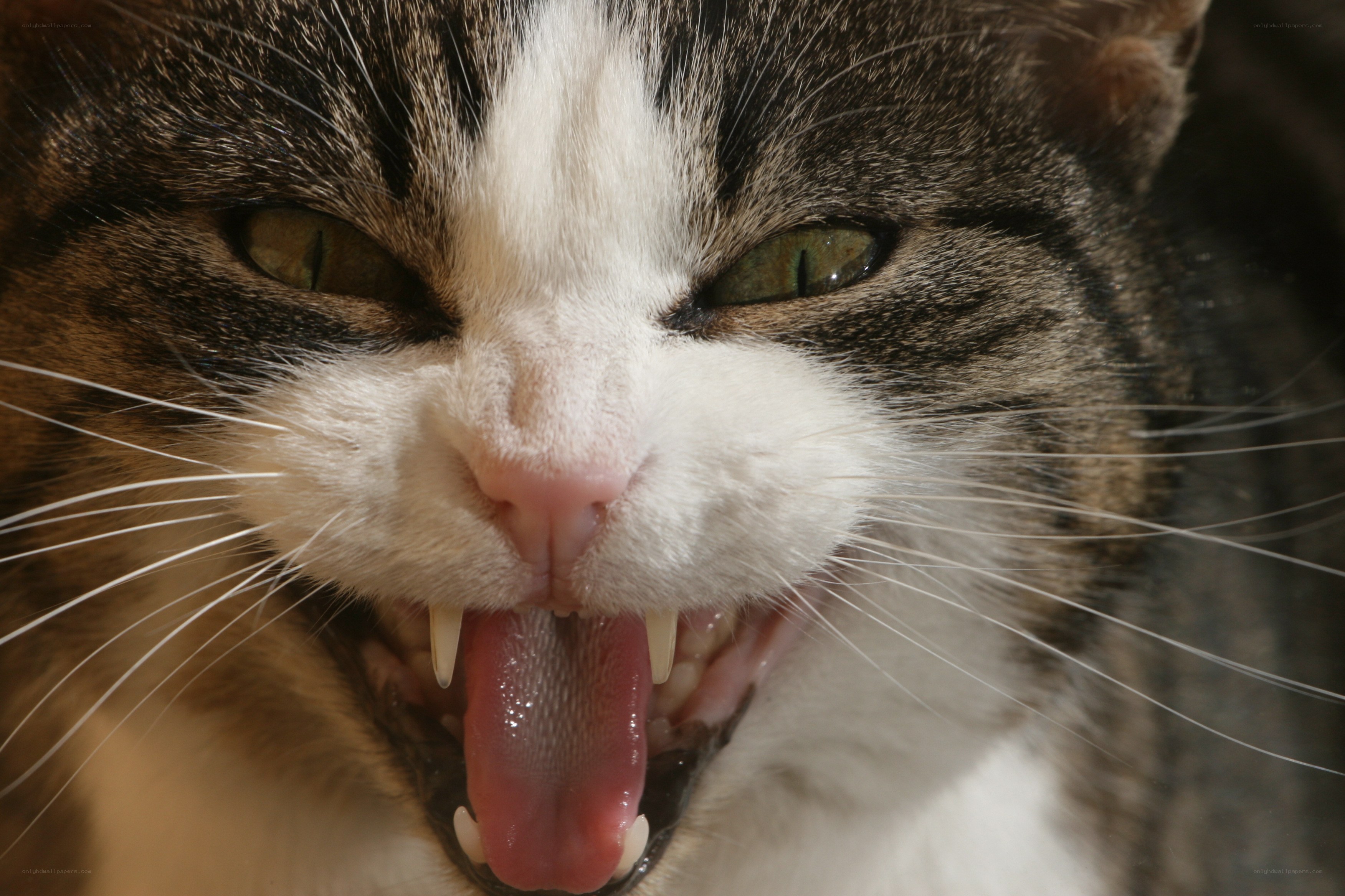 angry cat with bared teeth