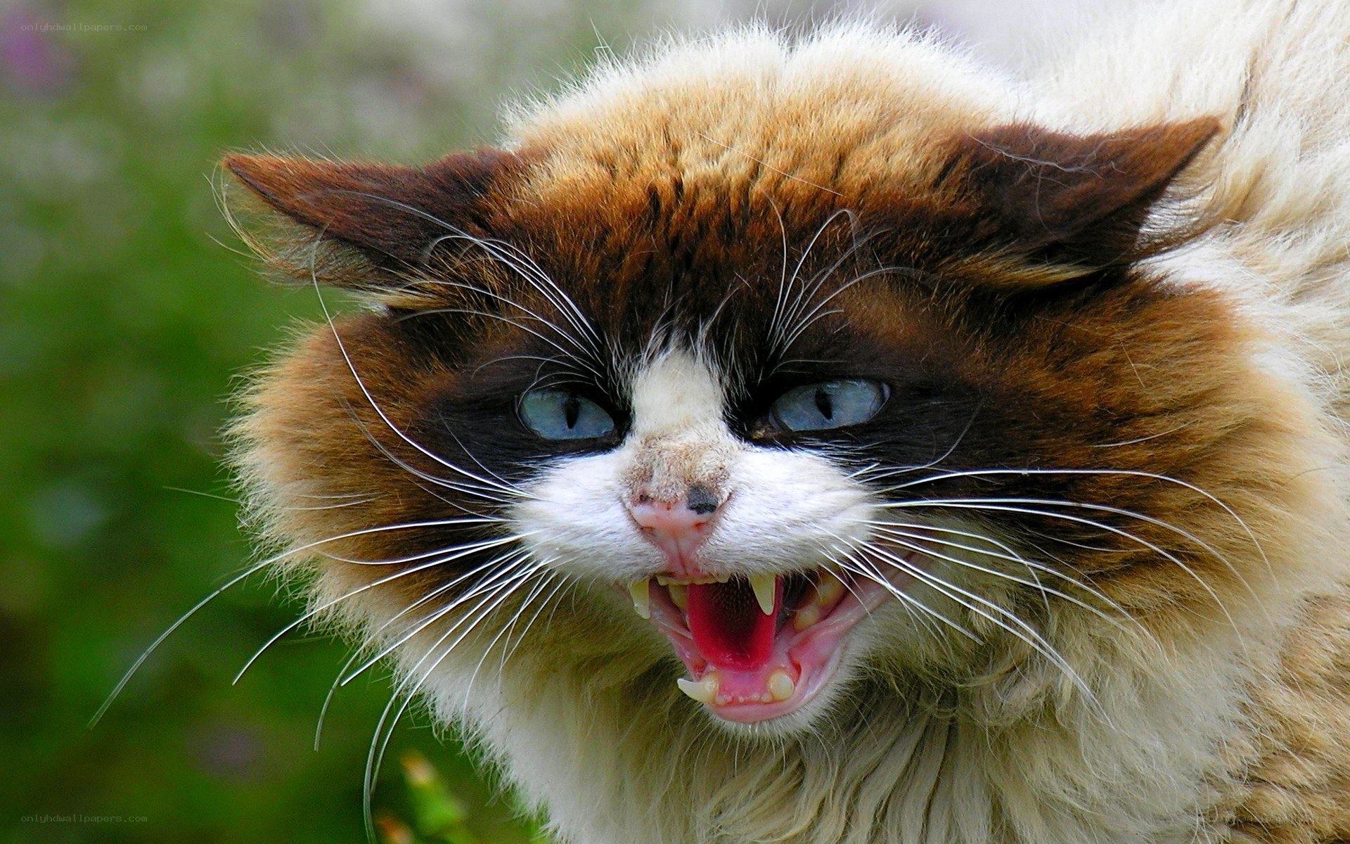 angry cat with bared teeth