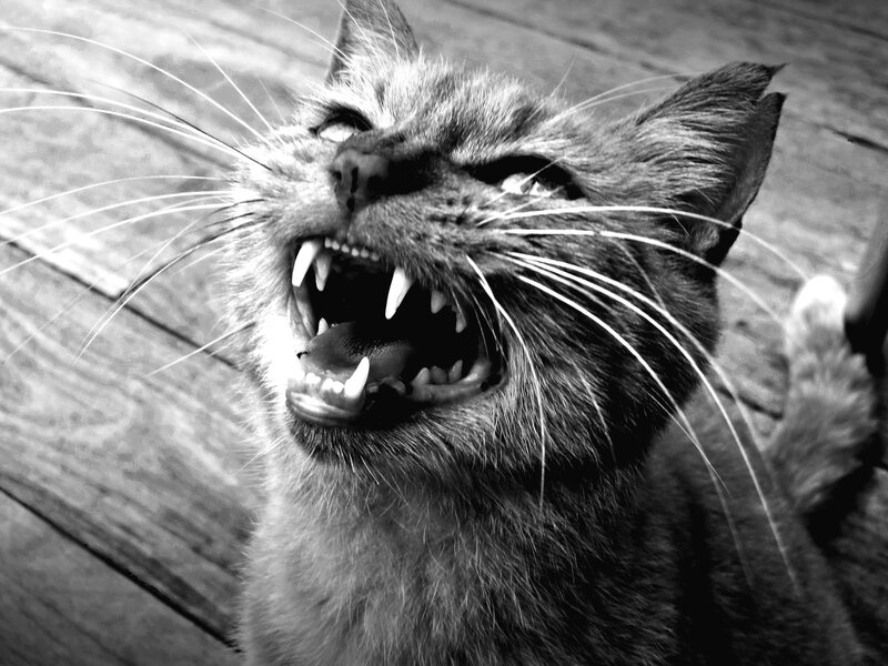 Angry Cat with Bared Teeth — Black