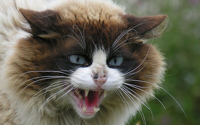Angry Cat with Bared Teeth — Brown
