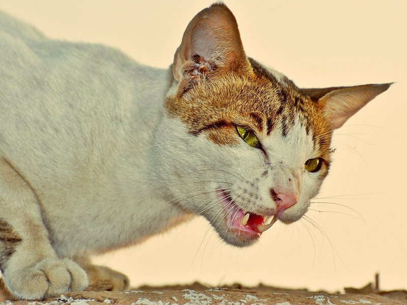 Angry Cat with Bared Teeth — White