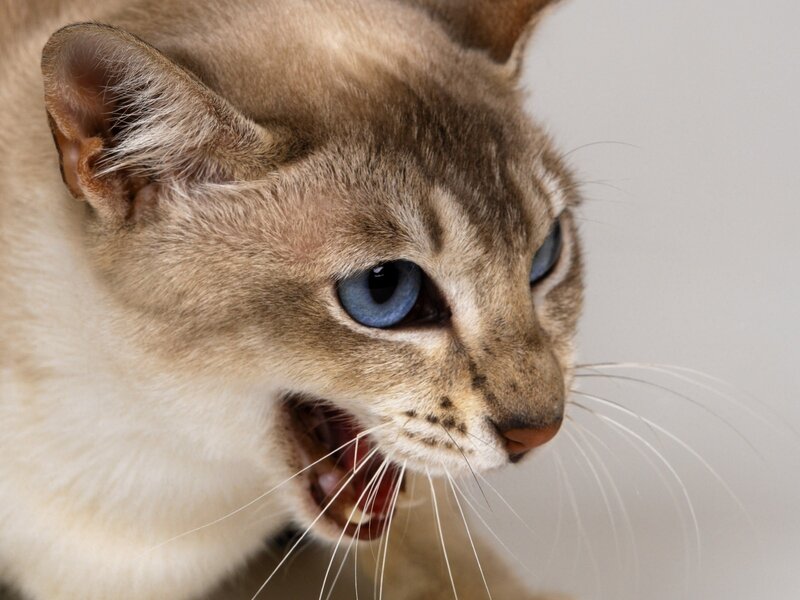 angry cat with blue eyes
