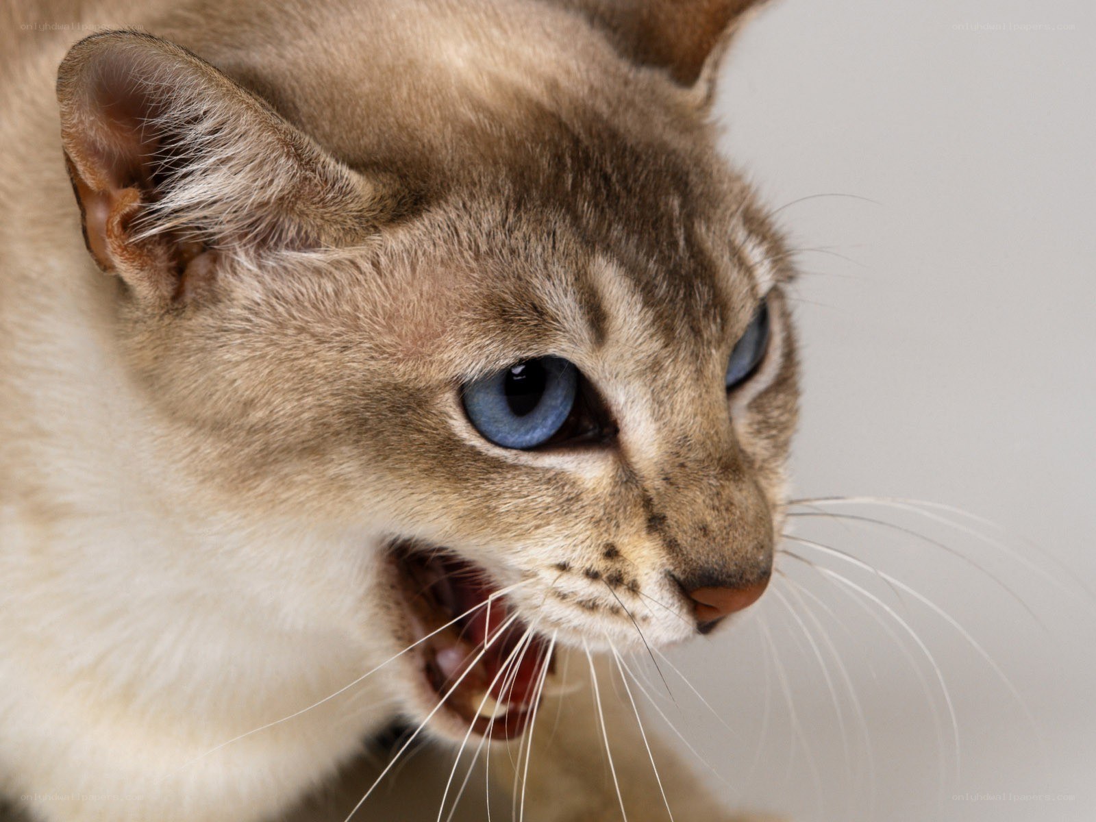 angry cat with blue eyes