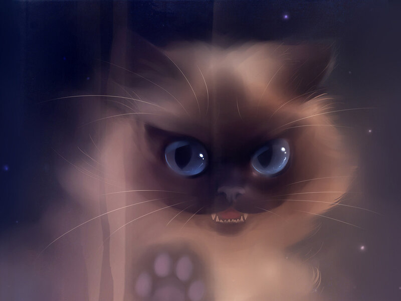 Angry Cat with Blue Eyes — Brown, Dramatic