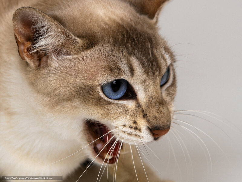 angry cat with blue eyes