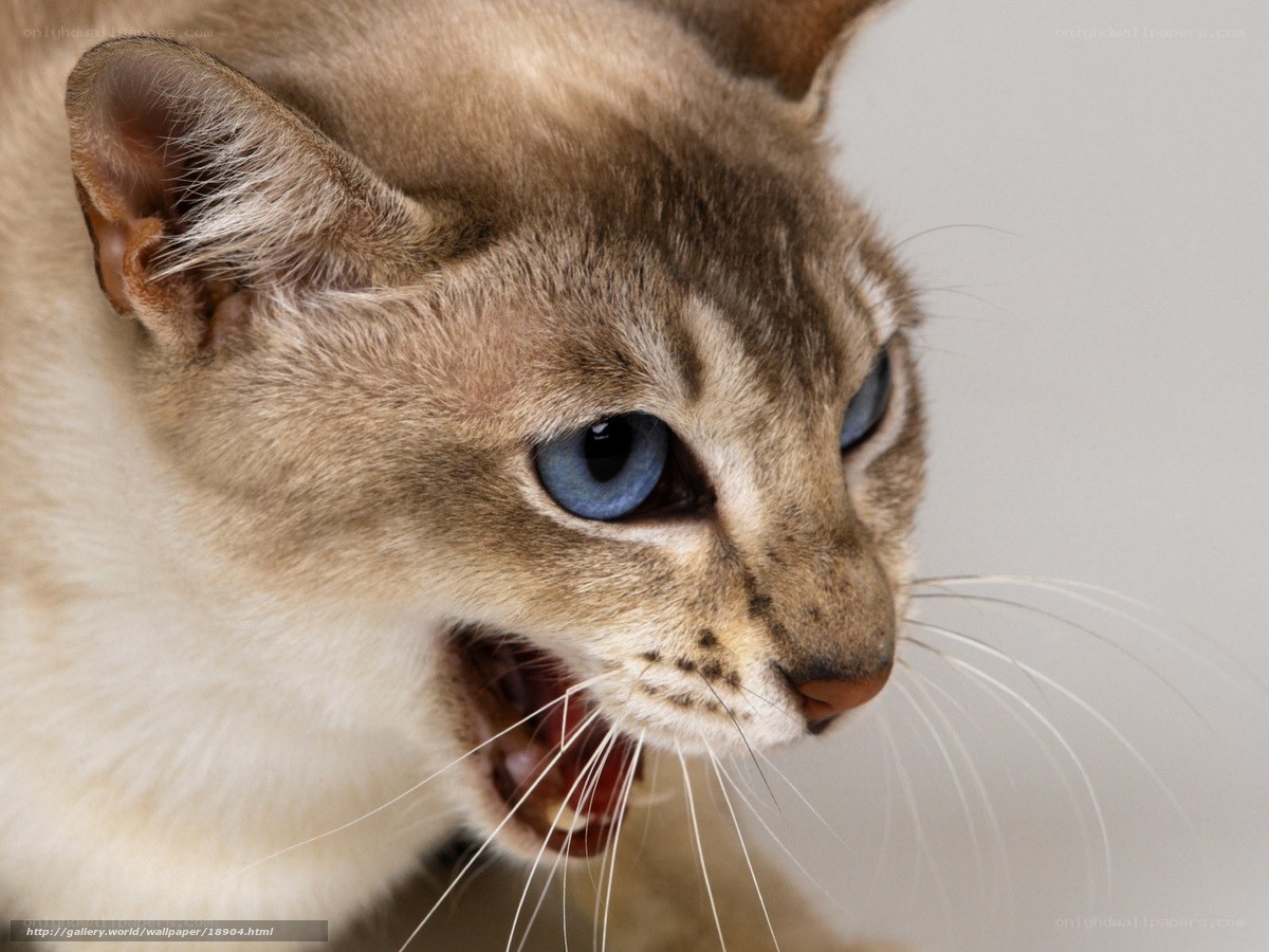 angry cat with blue eyes
