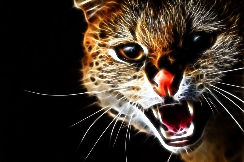 angry cat with glowing fur